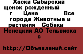 Хаски Сибирский (щенок рожденный 20.03.2017г.) › Цена ­ 25 000 - Все города Животные и растения » Собаки   . Ненецкий АО,Тельвиска с.